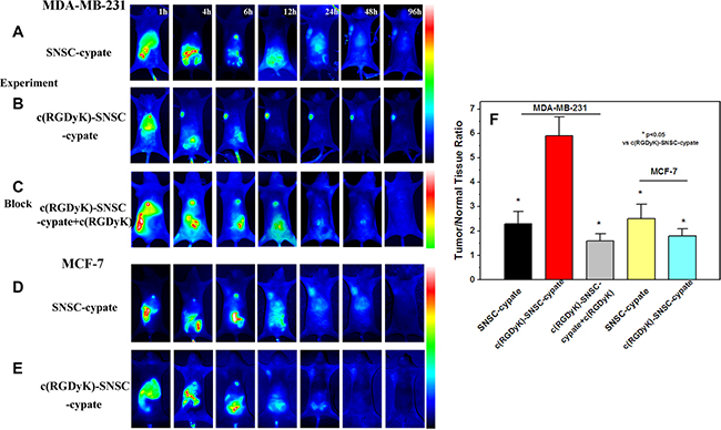 In vivo targeting behavior of c(RGDyK)-SNSC micelles in tumor bearing animals for 1 to 96 hours.