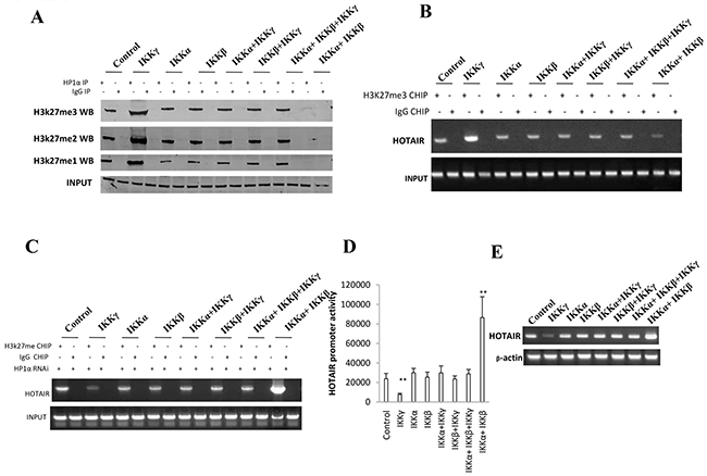 IKK&#x03B1;, IKK&#x03B2;, IKK&#x03B3; regulate HOTAIR expression dependent on H3K27me3.