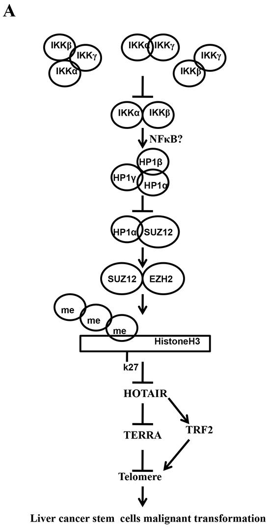 The schematic diagram illustrates a model that that IKK&#x03B1; plus IKK&#x03B2; promoted and IKK&#x03B3; inhibited liver cancer stem cell growth in vitro and in vivo.