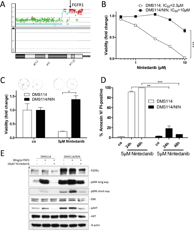 Generation of a FGFR1-driven SCLC cell line with acquired nintedanib resistance.