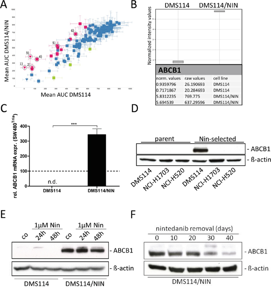 DMS114/NIN cells develop a MDR phenotype upon nintedanib selection due to upregulation of ABCB1.