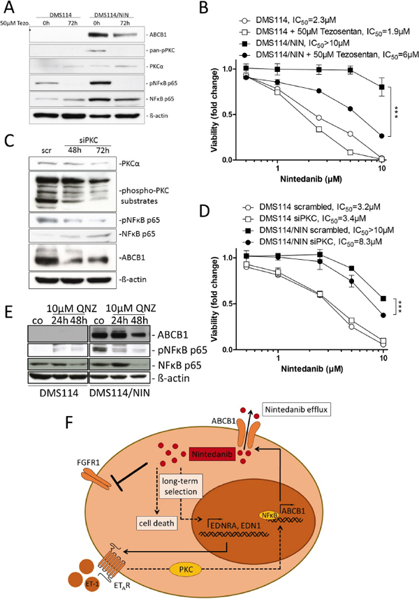 Inhibition of the PKC/NF&#x03BA;B signaling axis downregulates ABCB1 and resensitizes DMS114/NIN cells towards nintedanib.