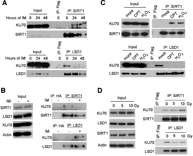 Stress-induced change of LSD1 and SIRT1 binding with KU70.