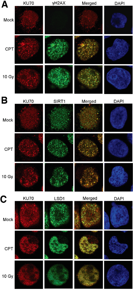 Confocal imaging of SIRT1, LSD1 and KU70 in KU812 cells after DNA damage.