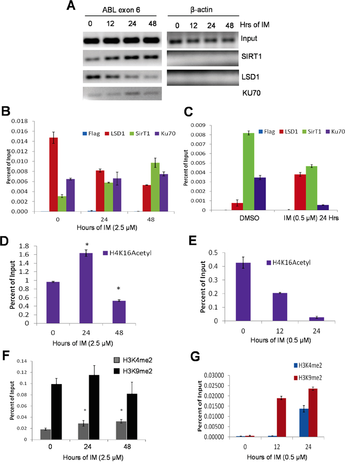 Opposite recruitment of LSD1 and SIRT1 to the ABL locus.