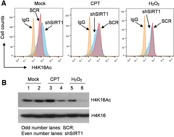 Distinct roles of SIRT1 in histone H4K16 acetylation in CML cells under normal or stressed conditions.