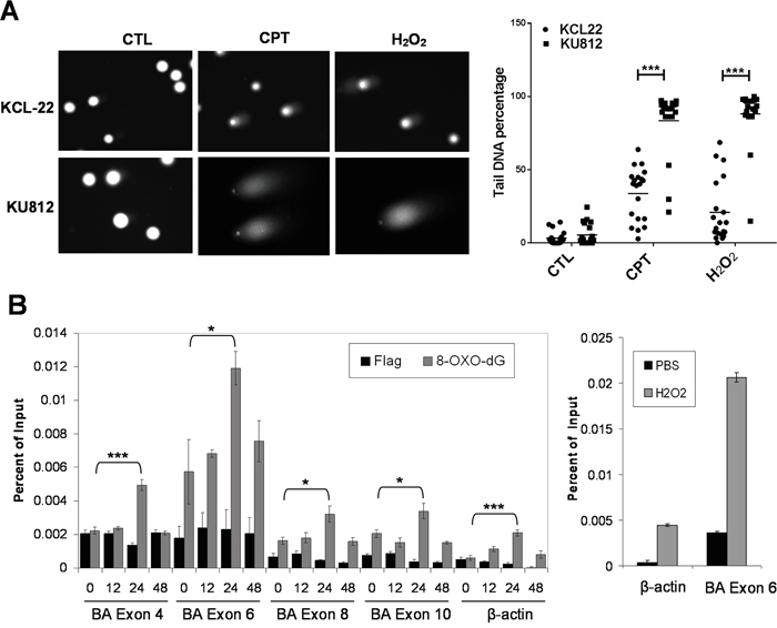 Global and locus-specific DNA damage in CML cells in response to stress.