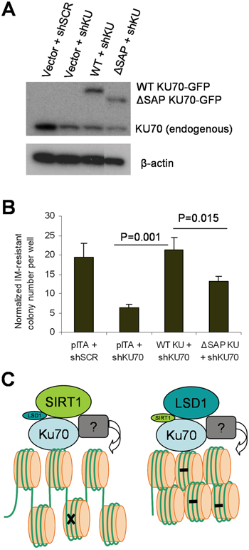 The KU70 regulatory domain for SIRT1/LSD1 competition regulated BCR-ABL mutation.