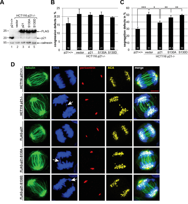 p21 mutants are unable to rescue defective chromosome segregation in HCT116 p21-/- cells.