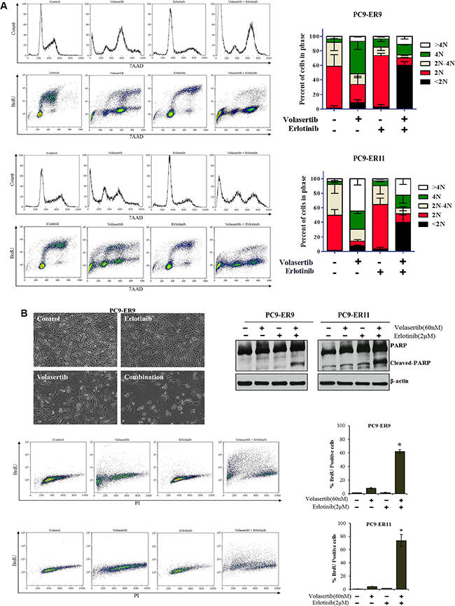 PLK1 inhibition plus EGFR inhibition induces cell cycle arrest and apoptosis in ER PC9 cell lines harboring T790M EGFR mutations.