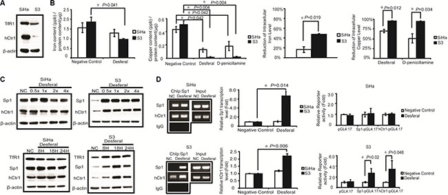 Effects of desferal on the concentration of intracellular iron and copper and expression of Sp1, hCtr1, and TfR1. (A)