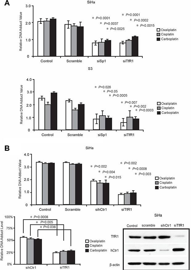 TfR1 promoted DNA adduct formation through Sp1.