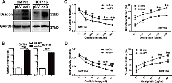 Dragon-overexpression induces the resistance of colon cancer cells to oxaliplatin in vitro.