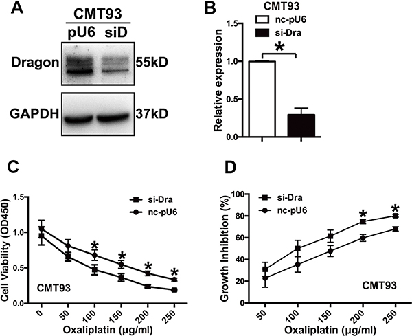 Inhibition of Dragon expression sensitizes CMT93 cells to oxaliplatin.