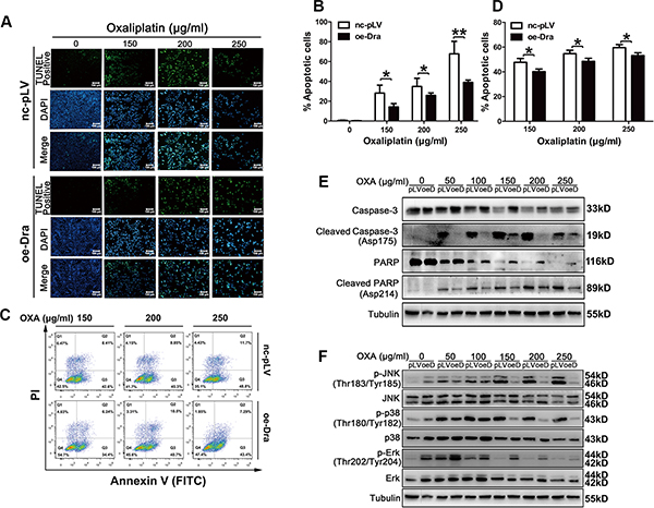 Dragon overexpression inhibits oxaliplatin-induced apoptosis in CMT93 cells.