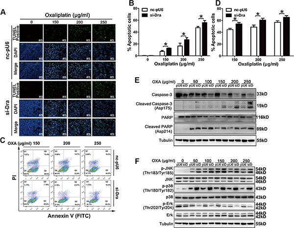 Dragon knockdown increases oxaliplatin-induced apoptosis in CMT93 cells.