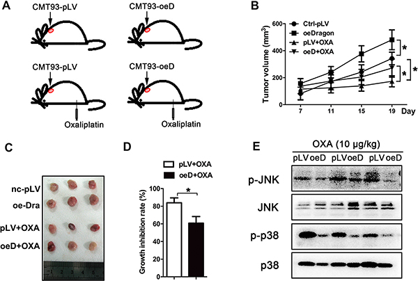 Dragon-overexpression induces the resistance of xenograft tumors to oxaliplatin in vivo.