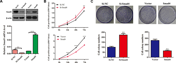 Silencing of SMAD4 promotes NSCLC cell viability and proliferation and overexpression SMAD4 inhibits NSCLC cell viability and proliferation.
