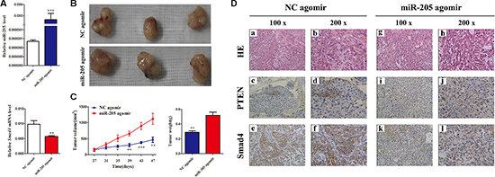 Overexpressing SMAD4 in NSCLC cells promotes tumor growth in vivo.