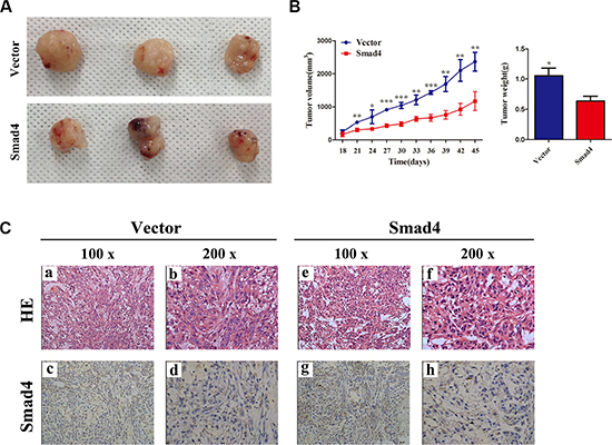Overexpressing miR-205 in lung carcinoma xenografts promotes tumor growth in vivo.