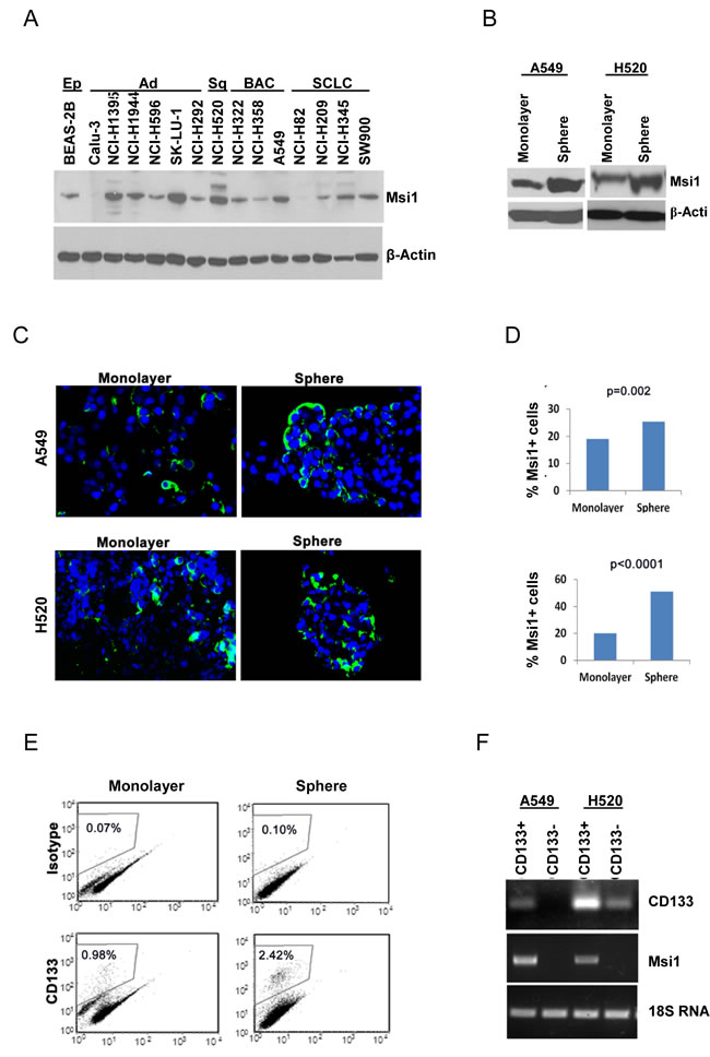 Msi1 expression is enriched in lung cancer stem/progenitor cells.