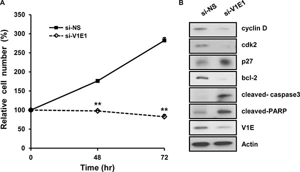 Depletion of V-ATPase V1E1 significantly reduces viability of TE8 esophageal cancer cells.