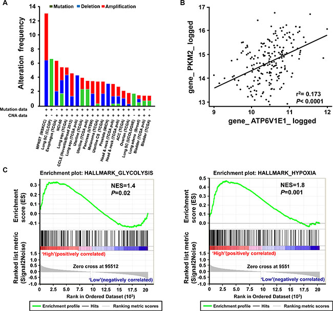 ESCC tissues exhibit enhanced genomic alterations of V-ATPase V1E1 and gene signatures related to cancer metabolism.