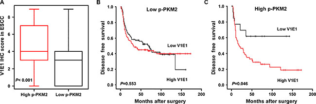 Kaplan-Meier curves showing disease free survival according to the expression of V-ATPase V1E1 and p-PKM2.