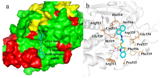 Docking of compound 4a with PTP-MEG2.