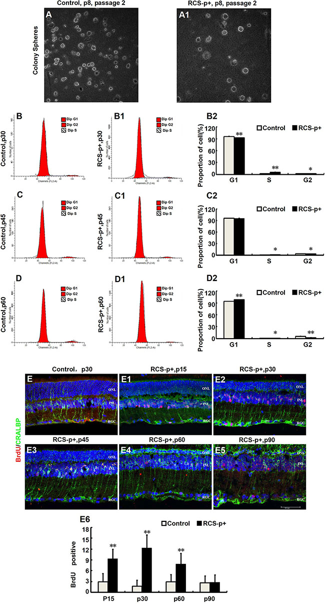 Transient M&#x00FC;ller cells proliferation during retinal degeneration in RCS rats.