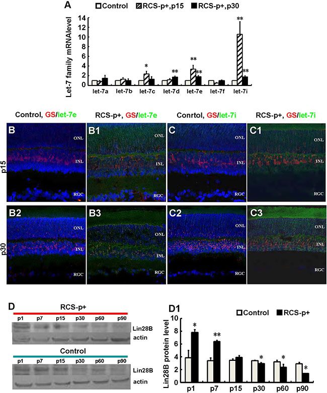 Upregulateion of let-7e and let-7i and downregulation of Lin28B in dystrophic rat retinas.