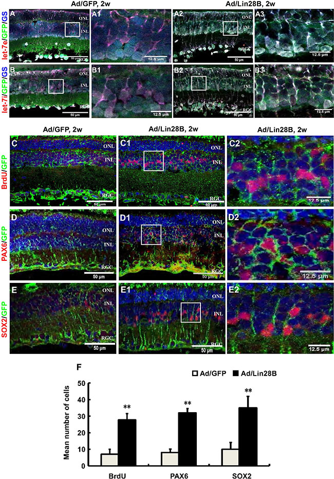 Ectopic Lin28B expression decreases the accumulation of let-7 family miRNAs and promotes M&#x00FC;ller cells de-differentiation in vivo.