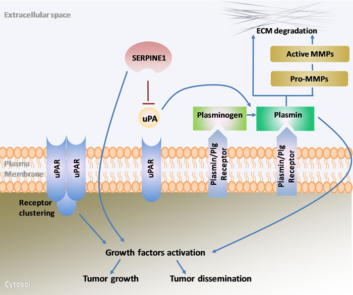 Schematic representation of the main components of the plasminogen activator system and their role in extracellular matrix remodeling, growth factor activation, tumor growth and dissemination.