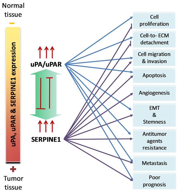 The pleiotropic effect of uPA/uPAR and SERPINE1 in head and neck squamous cell carcinoma.
