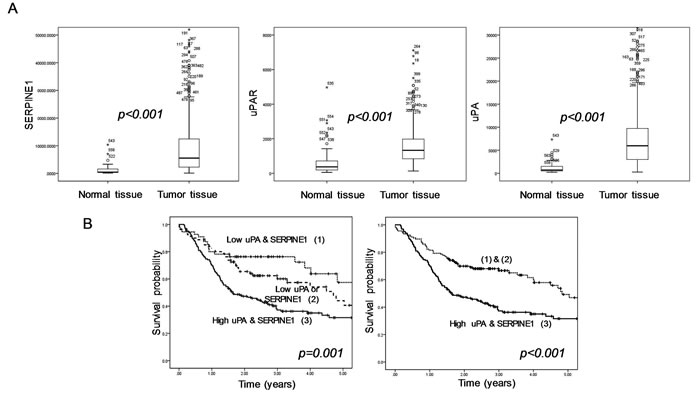 Expression profile of the uPA, uPAR and SERPINE1 genes in head and neck samples from HNSCC patients included in TCGA database.