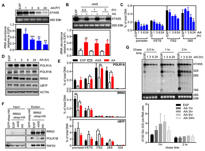 Amino acids regulate rRNA synthesis at multiple steps.