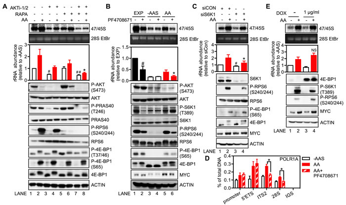 Regulation of rDNA transcription by amino acids is mediated through mTORC1 and the downstream target S6K1.