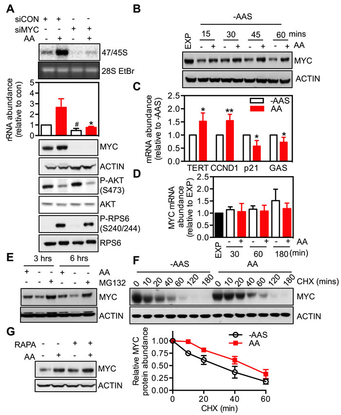 MYC is required for the response of rDNA transcription to amino acids.