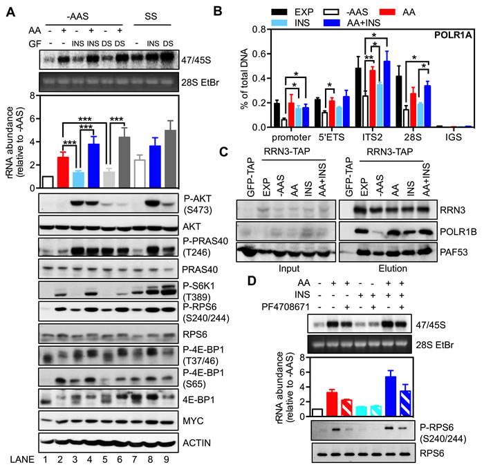 The availability of amino acids affects the response of rDNA transcription to growth factors.