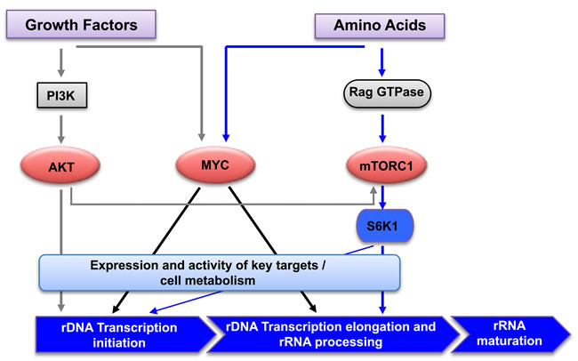 Regulation of rRNA synthesis by amino acids and growth factors.