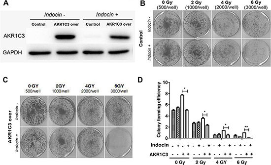 Indomethacin, an inhibitor of AKR1C3 activity, overcomes radiation resistance.