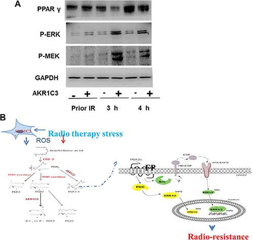 The accumulation of PGF2&#x03B1; activated the MAPK pathway and inhibited the expression of PPAR&#x03B3;.