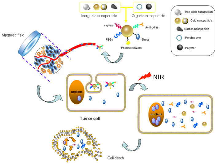 The near-infrared photothermal therapy (PTT) employs nanoparticles to kill tumor cells