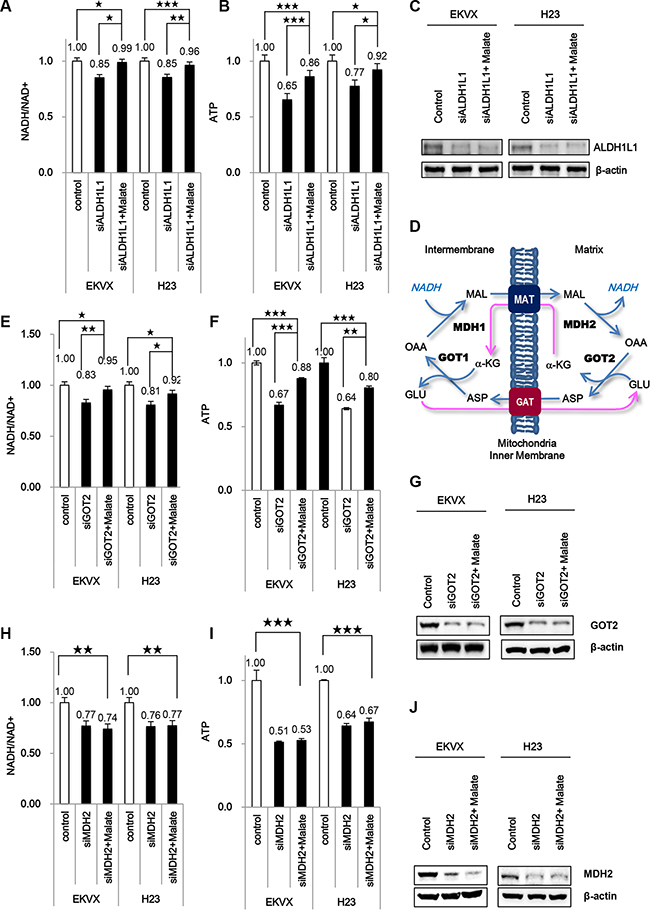 ALDH participates significantly in ATP synthesis using NADH through oxidative phosphorylation that requires the malate-aspartate shuttle in NSCLC.