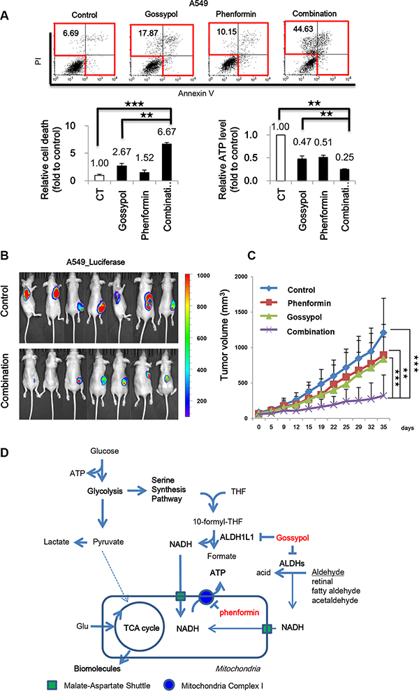 Gossypol combined with phenformin reversed NSCLC through induction of cell death via ATP depletion.