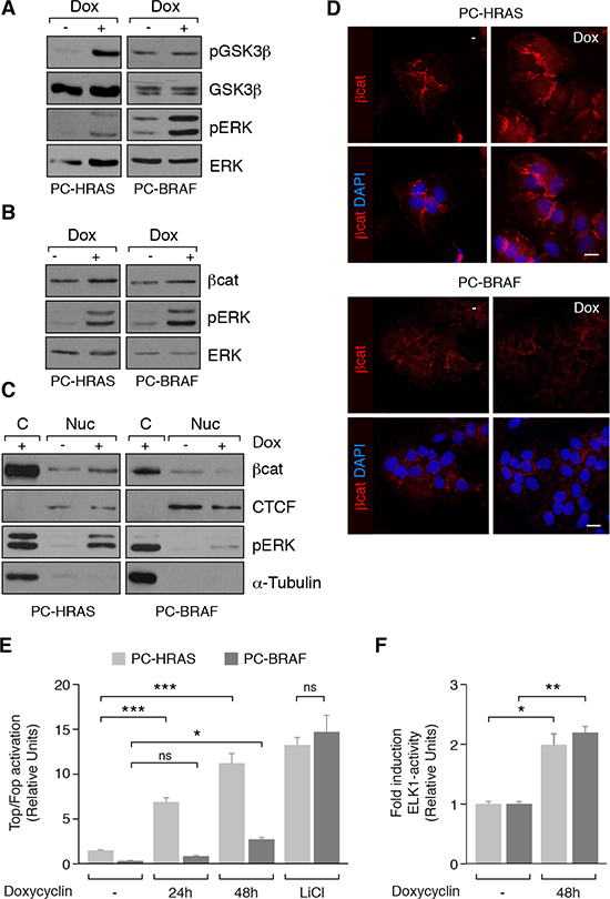 Wnt/&#x03B2;-catenin activation in PCCl3 cells conditionally expressing HRASV12 (PC-HRAS) or BRAFV600E (PC-BRAF).