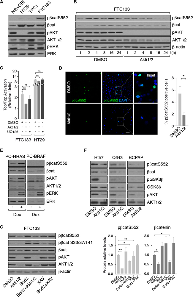 PI3K/AKT signaling controls &#x03B2;-catenin expression through its phosphorylation at serine 552.