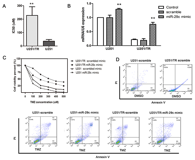 Ectopic expression of miR-29c increased TMZ sensitivity by inhibiting cell growth and promoting apoptosis in U251/TR cells.