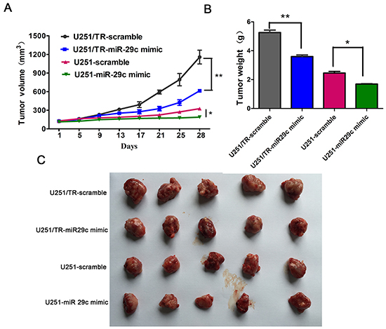 The overexpression of miR-29c enhanced TMZ sensitivity in vivo.