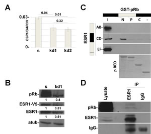 In vitro and in vivo interaction between pRb and ESR1 proteins.